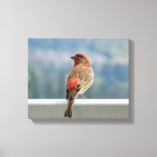Red Finch Checking out the View. Leinwanddruck