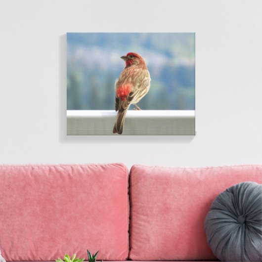 Red Finch Checking out the View. Leinwanddruck (Insitu (Wohnzimmer))