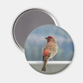 Red Finch Checking out the View. Magnet (Vorderseite/Rückseite)