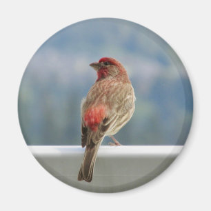 Red Finch Checking out the View. Magnet