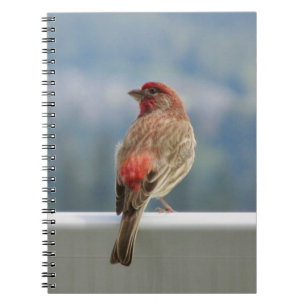 Red Finch Checking out the View. Notizblock