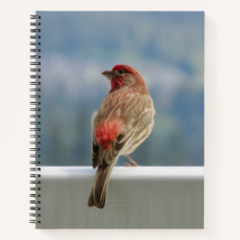 Red Finch Checking out the View. Notizblock