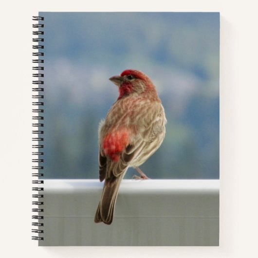 Red Finch Checking out the View. Notizblock (Vorderseite)