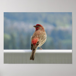 Red Finch Checking out the View. Poster