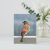 Red Finch Checking out the View. Postkarte (Stehend Vorderseite)