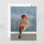Red Finch Checking out the View. Postkarte (Vorne/Hinten)