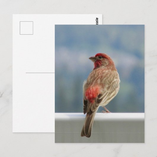 Red Finch Checking out the View. Postkarte (Vorne/Hinten)