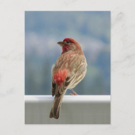 Red Finch Checking out the View. Postkarte