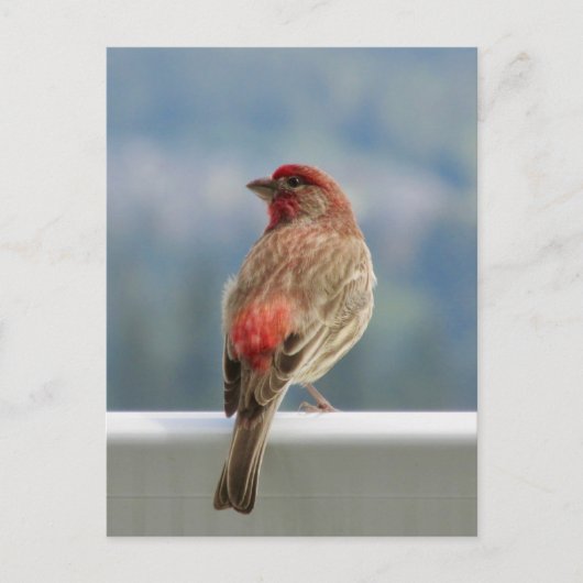 Red Finch Checking out the View. Postkarte (Vorderseite)