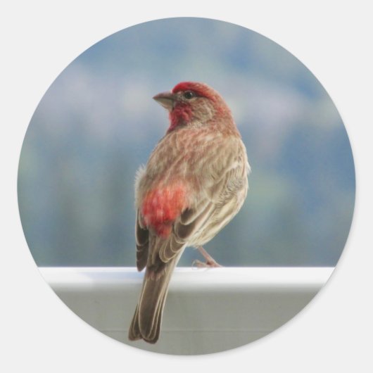  Red Finch Überprüfen Sie die Ansicht. Runder Aufkleber (Vorderseite)
