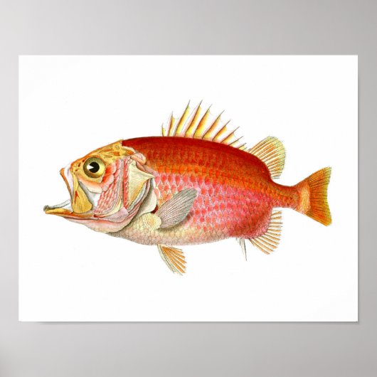 Red Fish Antique Fish Print no. 6 Beach Deco Poster (Vorne)