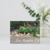 "Red Flamingos" und "Pink Flamingos" im Zoo Postkarte (Stehend Vorderseite)