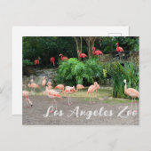 "Red Flamingos" und "Pink Flamingos" im Zoo Postkarte (Vorne/Hinten)