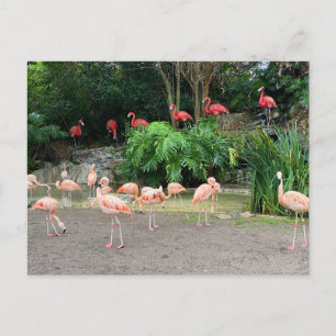 "Red Flamingos" und "Pink Flamingos" Postkarte