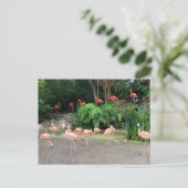 "Red Flamingos" und "Pink Flamingos" Postkarte (Stehend Vorderseite)