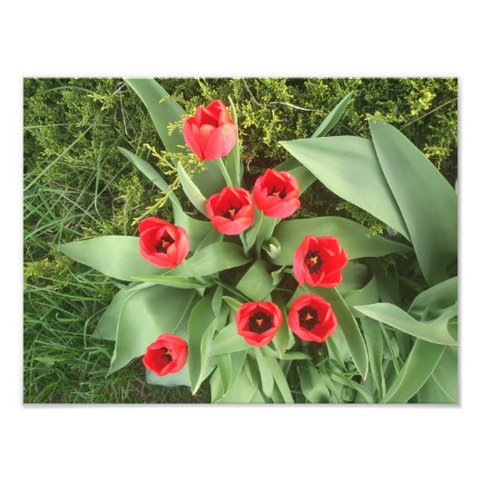 Red Floral Fotodruck (Vorne)