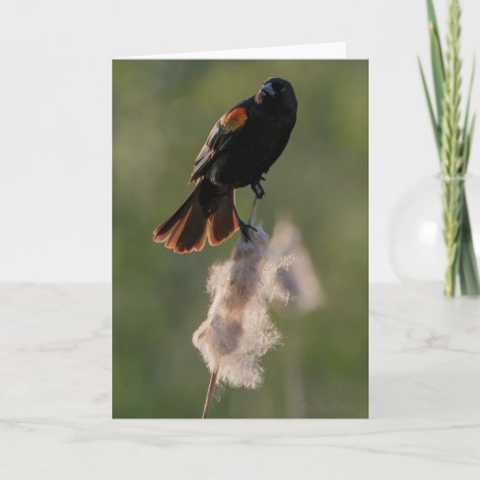 Red-Flügel Blackbird Dankeschön Karte (Vorderseite)