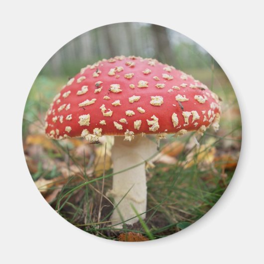 Red Fly Agaric Magnet (Vorne)