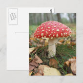 Red Fly Agaric Postcard Postkarte (Vorne/Hinten)
