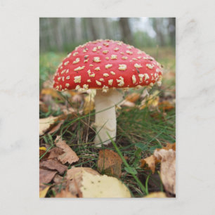 Red Fly Agaric Postcard Postkarte