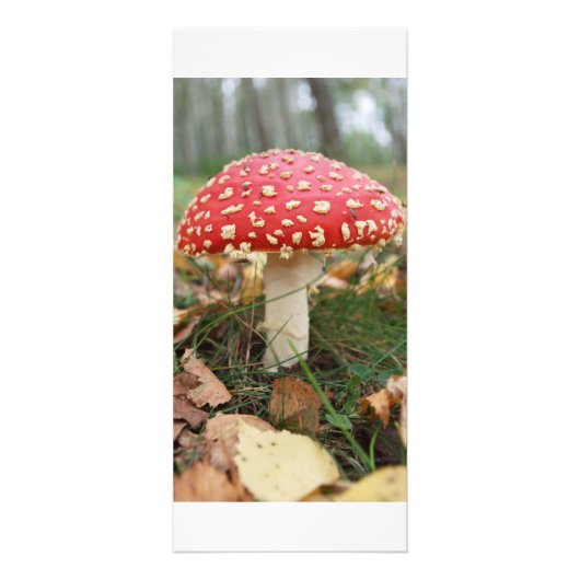 Red Fly Agaric Rack Card Werbekarte (Vorne)