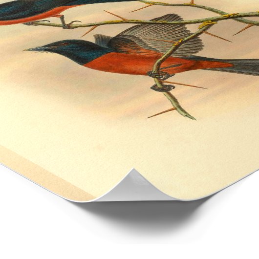 Red Flycatcher Bird Vintag Print Poster (Ecke)