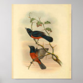 Red Flycatcher Bird Vintag Print Poster (Vorne)