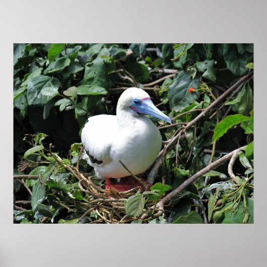 Red Footed Booby Poster (Vorne)