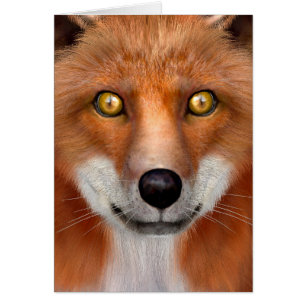 Red Fox