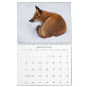 Red Fox 2023 - Kalender (Jan 2026)