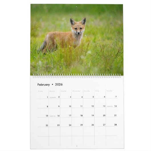 Red Fox 2025 Kalender (Feb 2026)