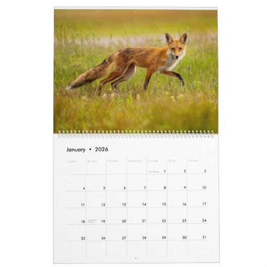 Red Fox 2025 Kalender (Jan 2026)