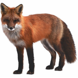 Red Fox 5"x7" Wildlife Ornament Fotoskulptur Ornament