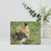 Red Fox Alaska Postkarte (Stehend Vorderseite)