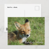 Red Fox Alaska Postkarte (Vorne/Hinten)