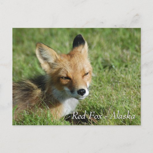 Red Fox Alaska Postkarte (Vorderseite)