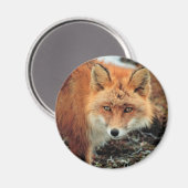 Red Fox am Kap Newenham Magnet (Vorderseite/Rückseite)