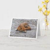 Red Fox auf der Straße Karte (Gelbe Blume)