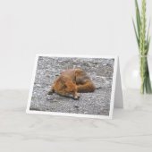 Red Fox auf der Straße Karte (Vorderseite)