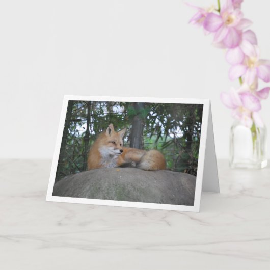Red Fox auf Rock Karte (Orchidee)