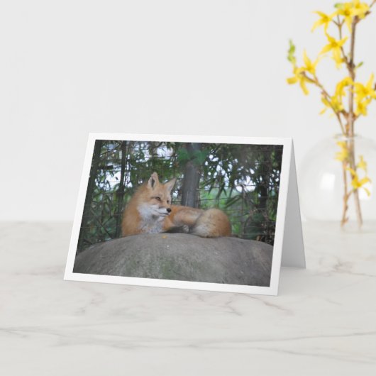 Red Fox auf Rock Karte (Gelbe Blume)