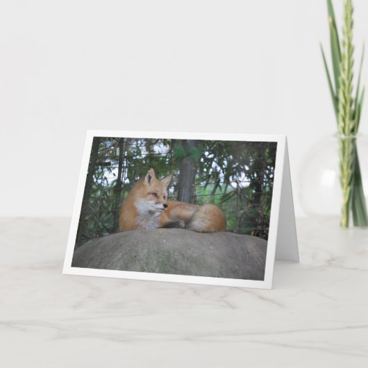 Red Fox auf Rock Karte (Vorderseite)
