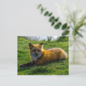 Red Fox auf San Juan Island, Washington Staat Postkarte (Stehend Vorderseite)