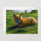 Red Fox auf San Juan Island, Washington Staat Postkarte (Vorne/Hinten)