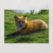 Red Fox auf San Juan Island, Washington Staat Postkarte (Vorderseite)