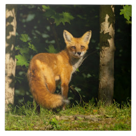 Red Fox Beauty Fliese