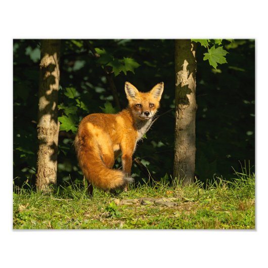 Red Fox Beauty Fotodruck (Vorne)