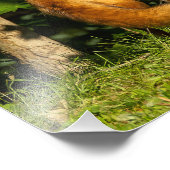 Red Fox Beauty Fotodruck (Ecke)