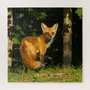 Red Fox Beauty Puzzle