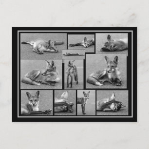 Red Fox Collage Black and White Postkarte